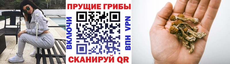Галлюциногенные грибы Psilocybe  продажа наркотиков  Алапаевск 
